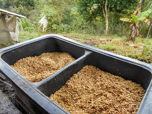 [Wholesale] Colombia Patio Bonito Java (Retail)