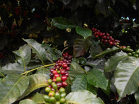 Colombia Patio Bonito Java