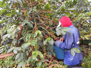 [Wholesale] Colombia Patio Bonito Java (Retail)