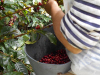 Colombia Patio Bonito Java