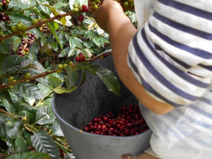 [Wholesale] Colombia Patio Bonito Java (Retail)