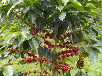 Colombia Patio Bonito Java