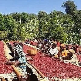 Ethiopia Banko Gotiti