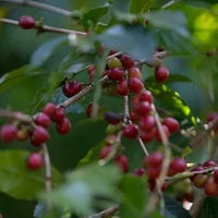 Ethiopia Halo Beriti