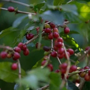 Ethiopia Halo Beriti