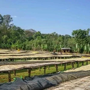 Ethiopia Halo Beriti