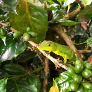 Java Frinsa Collective