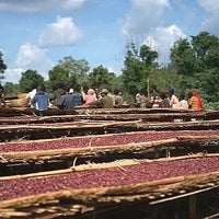 Ethiopia Halo Beriti