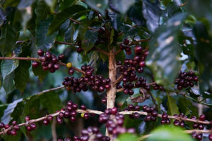 [Wholesale] Guatemala Huehuetenango (Retail)