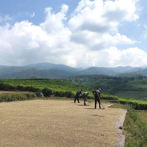 Java Frinsa Collective