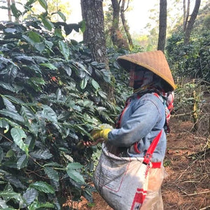 Java Frinsa Collective