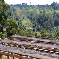 Kenya Kichwa Tembo AA