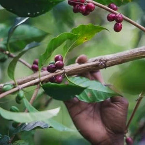 Papua New Guinea Namugo