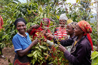 Rwanda Cyato Washing Station