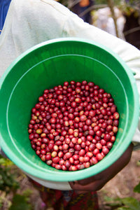 Rwanda Cyato Washing Station
