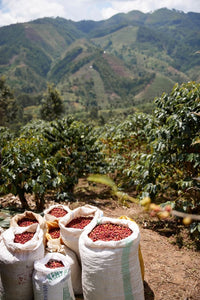 Rwanda Cyato Washing Station