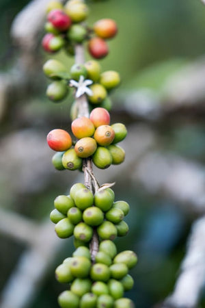 [Wholesale] Sumatra Putra Tani