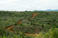 Sumatra Putra Tani