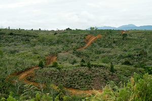 [Wholesale] Sumatra Putra Tani