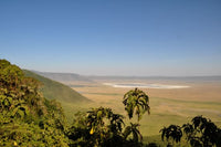 Tanzania Southern Highlands Peaberry