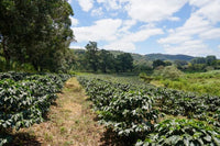 Tanzania Southern Highlands Peaberry