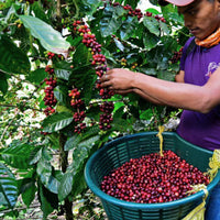 Nicaragua La Bastilla Natural