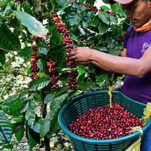 [Wholesale] Nicaragua La Bastilla Natural (Retail)