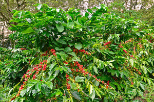 [Wholesale] Nicaragua La Bastilla Natural (Retail)