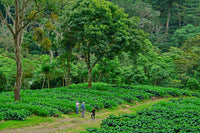 Nicaragua La Bastilla Natural