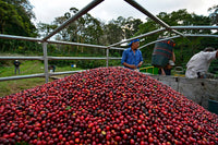 Nicaragua La Bastilla Natural