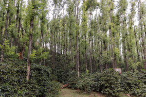 [Wholesale] India Ratnagiri (Retail)