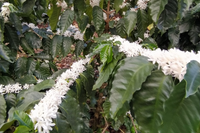 Nicaragua La Bastilla Natural
