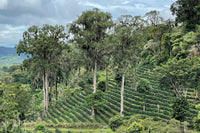 Nicaragua La Bastilla Natural