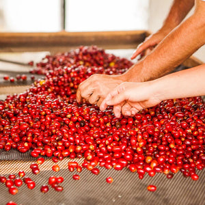 [Wholesale] Frooty Call (Decaf) (Retail)