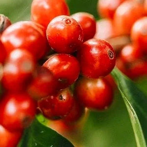 [Wholesale] Guatemala Huehuetenango