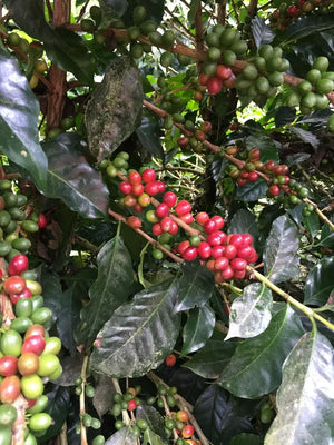 Ecuador Hakuna Matata