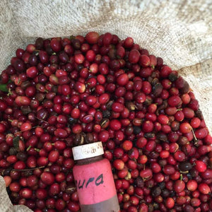 Ecuador Hakuna Matata