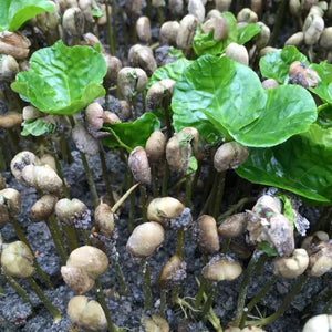 Ecuador Hakuna Matata