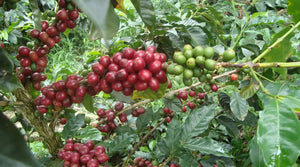 [Wholesale] Frooty Call (Decaf) (Retail)