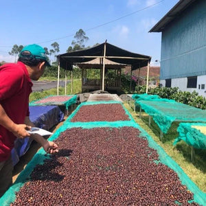 [Wholesale] Java Frinsa Collective