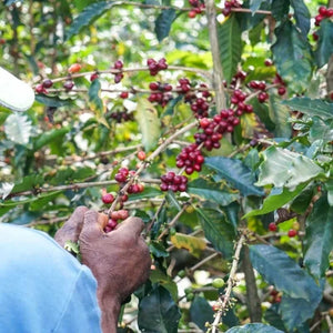Costa Rica Las Lajas