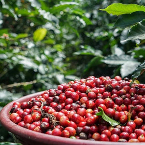 Costa Rica Las Lajas