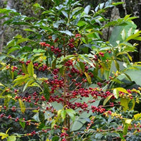 Colombia Mina Rica