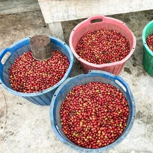Sumatra Asman Gayo
