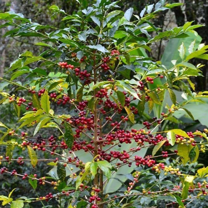 Coffee cherries on the tree