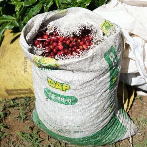 Coffee cherries